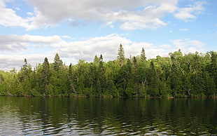 green leaf trees near body of water during day time